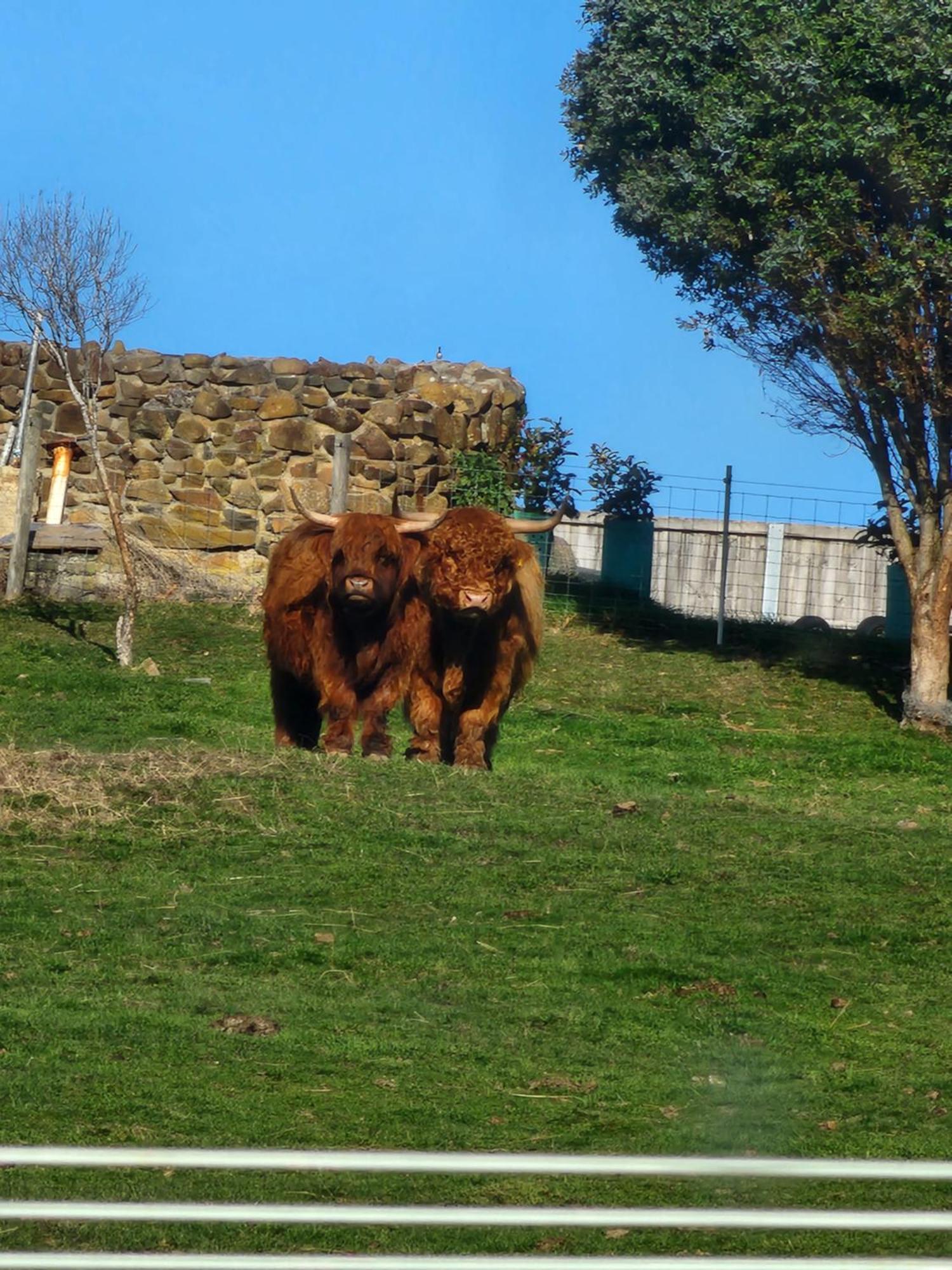 Ruby'S Cottage Farm Stay Порт-Артур Екстер'єр фото