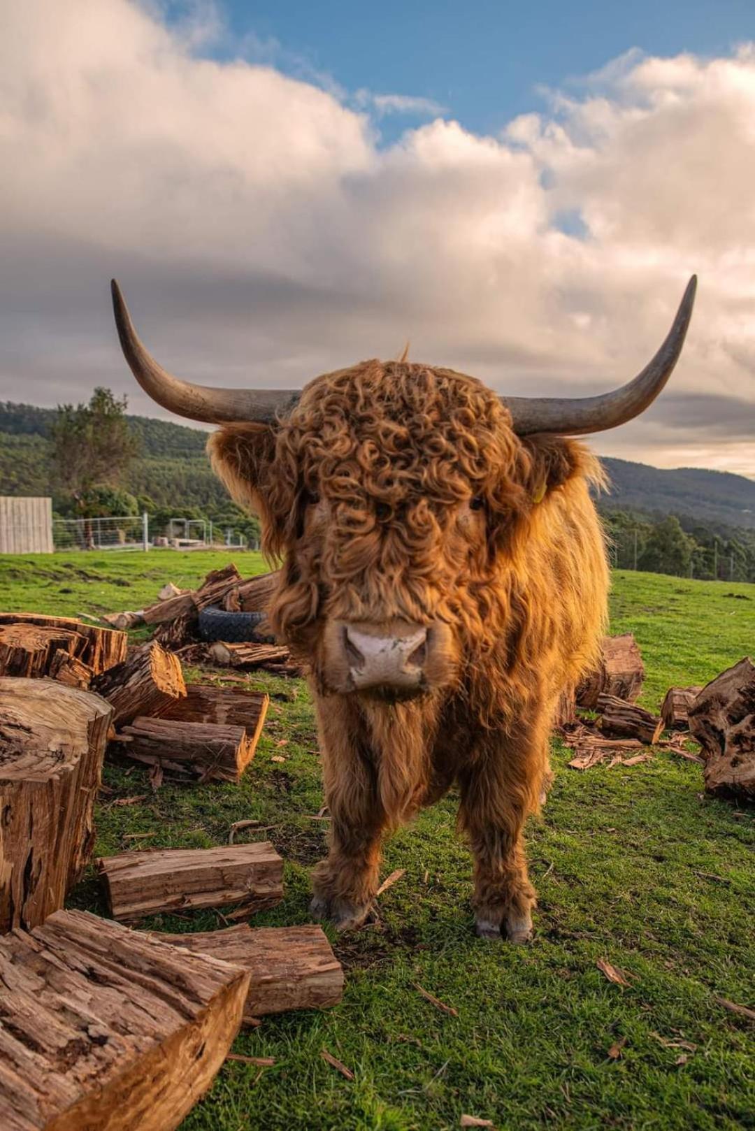 Ruby'S Cottage Farm Stay Порт-Артур Екстер'єр фото